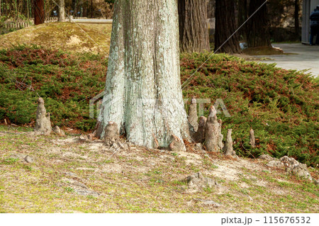ラクウショウの呼吸根 115676532