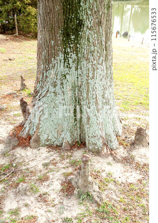 ラクウショウの呼吸根 ラクウショウの呼吸根 115676533