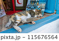 トルコのネコ 115676564