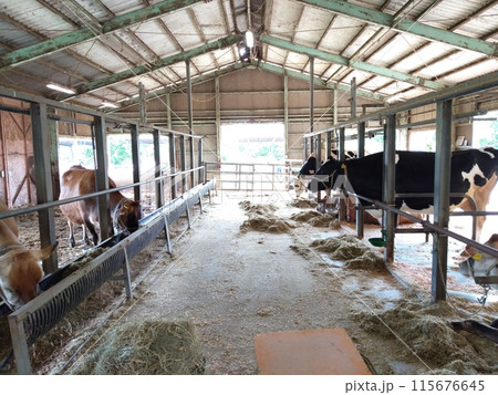牛舎の牛 115676645