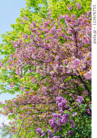 八重桜の映える景色 115676755