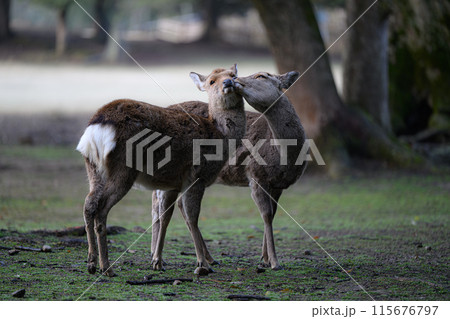 鹿　奈良公園 115676797