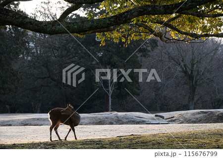 鹿　奈良公園 115676799