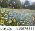 公園の花壇に咲くネモフィラ 115676842