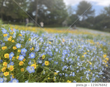 公園の花壇に咲くネモフィラ 115676842