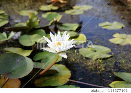 White Lotus With Yellow Pollen On Surface Of Pond. Blooming lotus on the pond. 115677101