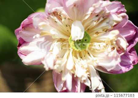 Full bloom pink lotus flower. Close up withered pink lotus flowers blooming in the pond. 115677103