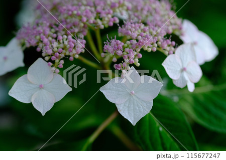 梅宮大社神苑に咲く紫陽花 梅宮大社神苑に咲く紫陽花 115677247