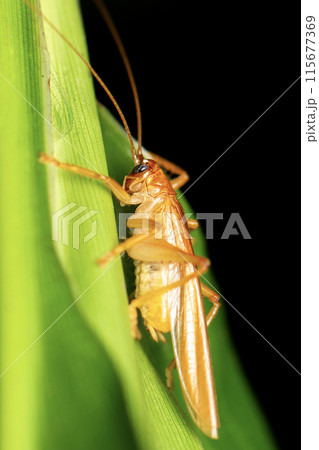 Leaf Rolling Cricket 115677369