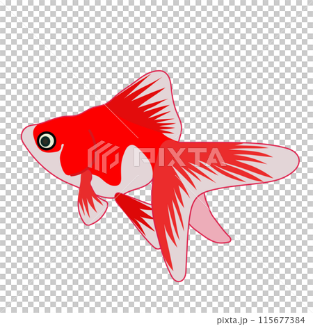 red goldfish illustration red goldfish illustration 115677384