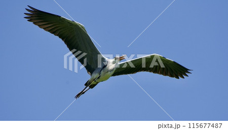 青鷺 heron / Japan 115677487