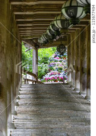 6月の長谷寺（奈良県）登廊から見るあじさい回廊 115677494