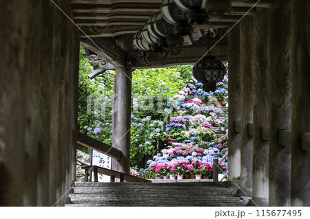 6月の長谷寺(奈良県)登廊から見るあじさい回廊 6月の長谷寺(奈良県)登廊から見るあじさい回廊 115677495