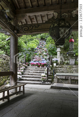 6月の長谷寺(奈良県)登廊から見るあじさい回廊 6月の長谷寺(奈良県)登廊から見るあじさい回廊 115677503