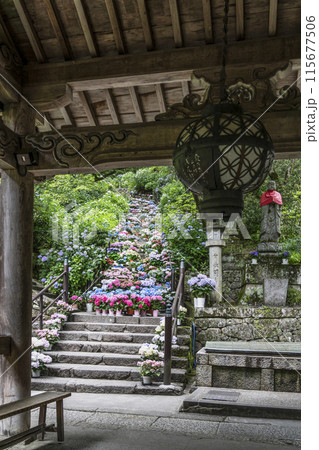 6月の長谷寺(奈良県)登廊から見るあじさい回廊 6月の長谷寺(奈良県)登廊から見るあじさい回廊 115677506