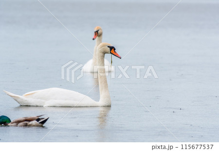 Two Graceful white Swans swimming in the lake, swans in the wild Two Graceful white Swans swimming in the lake, swans in the wild 115677537