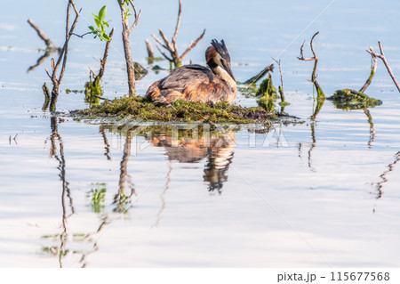 Great Crested Grebe, Podiceps cristatus, water bird sitting on the nest, nesting time on the green lake Great Crested Grebe, Podiceps cristatus, water bird sitting on the nest, nesting time on the green lake 115677568