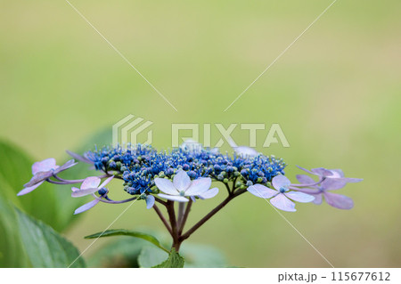梅雨空に色彩鮮やかに咲き誇るアジサイの花 梅雨空に色彩鮮やかに咲き誇るアジサイの花 115677612