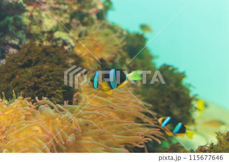 クマノミとサンゴイソキンチャク クマノミとサンゴイソキンチャク 115677646
