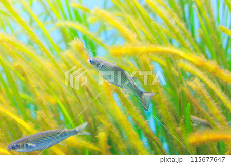 アマモに付着した藻類を食べるボラの稚魚 115677647