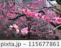 梅の花 115677861