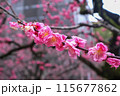 春の訪れを告げる梅の花と枝 115677862