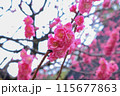 春の訪れを告げる梅の花（アップ） 115677863