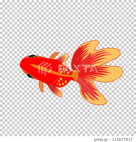 紅色金魚插畫 115677917