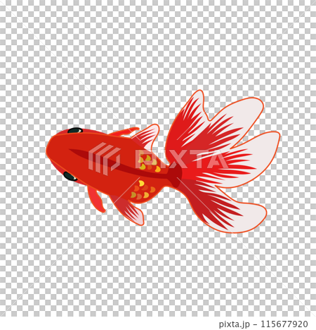紅色金魚插畫 115677920