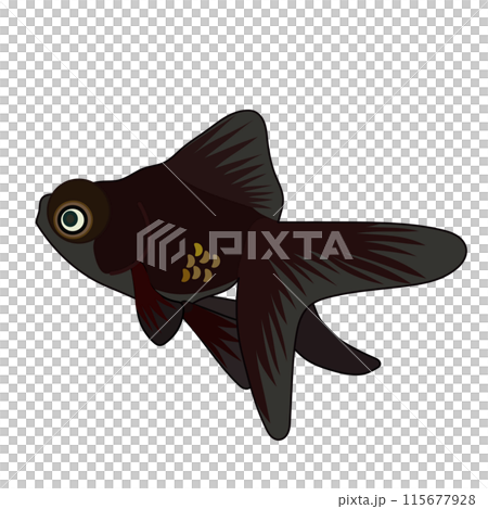 黒い出目金のイラスト 115677928