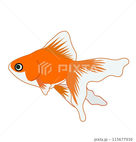 赤い金魚のイラスト 115677930