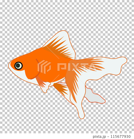 赤い金魚のイラスト 115677930
