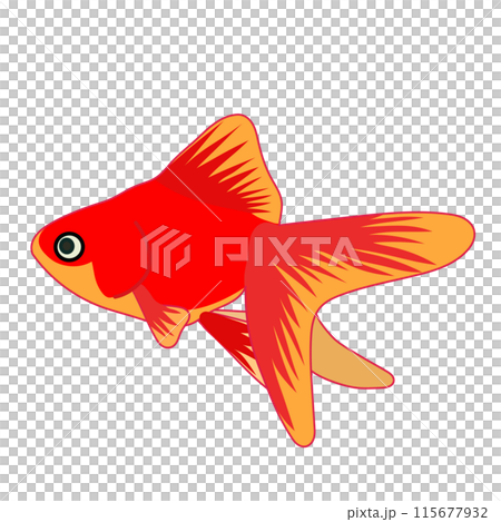 赤い金魚のイラスト 赤い金魚のイラスト 115677932