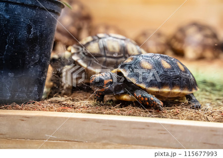 The turtles 115677993