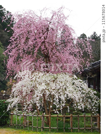 大野寺・枝垂桜 大野寺・枝垂桜 115678014