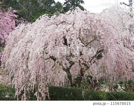 大野寺・枝垂桜 大野寺・枝垂桜 115678015