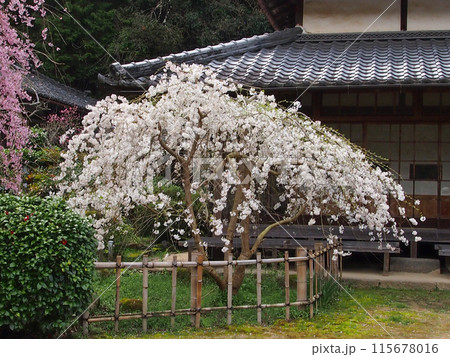 大野寺・枝垂桜 115678016