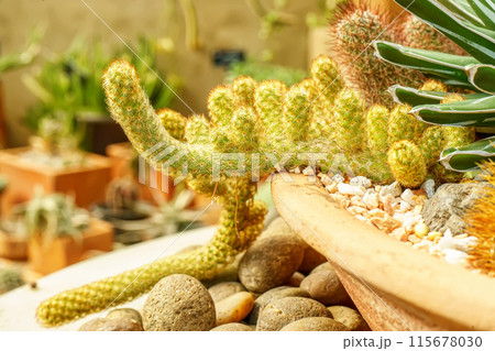 Cactus on sandy soil 115678030