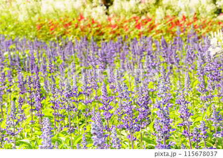 Salvia farinacea or blue salvia Salvia farinacea or blue salvia 115678037