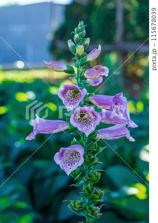 Foxglove (toxic flower) 115678039