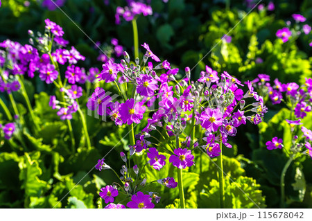 Primula malacoides or fairy primrose or baby primrose 115678042