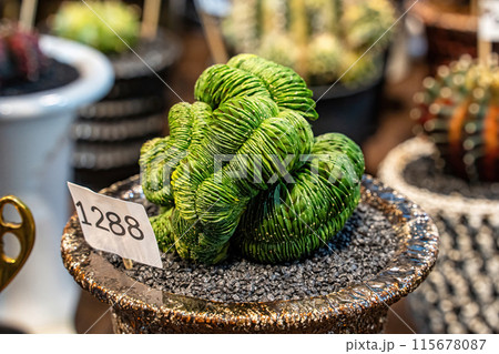 Cactus on sandy soil Cactus on sandy soil 115678087