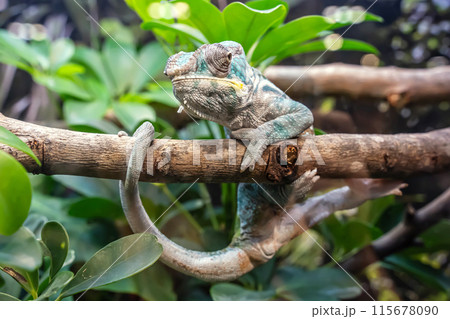 Chameleon on the branch Chameleon on the branch 115678090