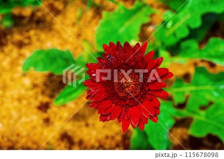 Gerbera flower Gerbera flower 115678098