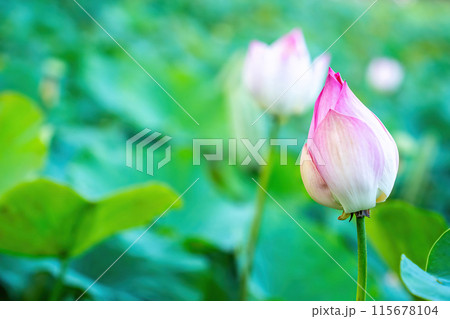 Lotus flowers Lotus flowers 115678104
