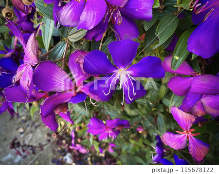 Glory bush or brazilian spider flower or princess flower or purple glory tree 115678122