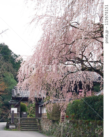大野寺・枝垂桜 大野寺・枝垂桜 115678151