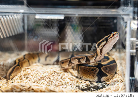 Ball python 115678198