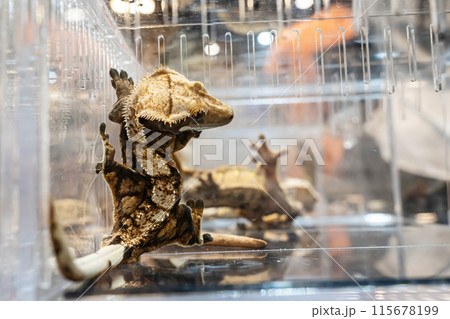 Gecko in the acrylic cabinet 115678199