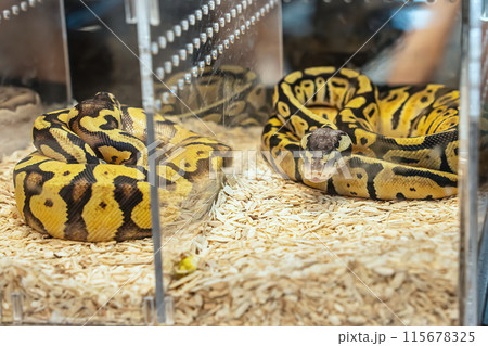 Ball python 115678325